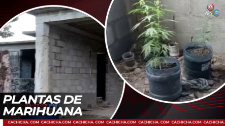 Marihuana, Arma De Fuego Dentro De Casa En Construcción