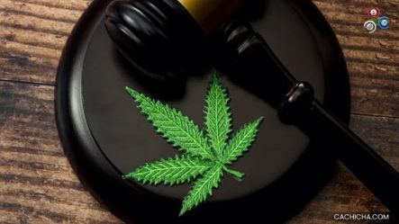 Desde Hoy La Venta De Marihuana Es Legal En Nueva Jersey