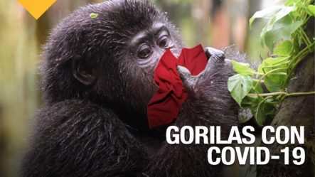 Se Descubre Que Gorilas En Zoológico Contraen Covid-19