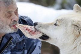 El Hombre Lobo: Vive Con Ellos Y Los Alimenta Con Su Boca