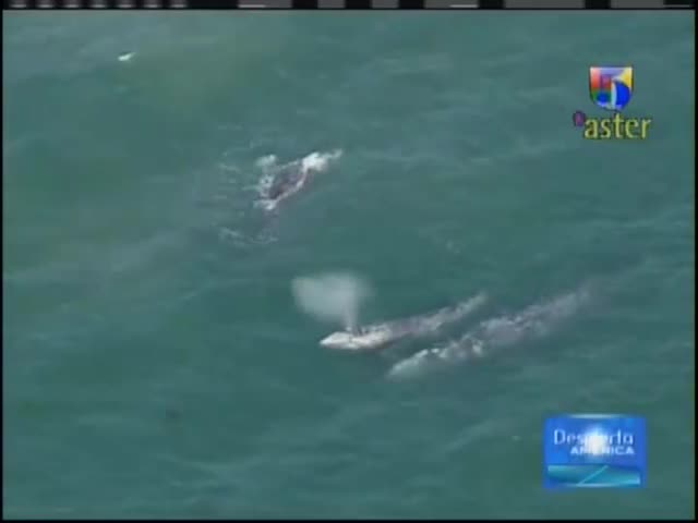 Playa En California Recibe La Visita De Ballenas Y Tiburones #Video