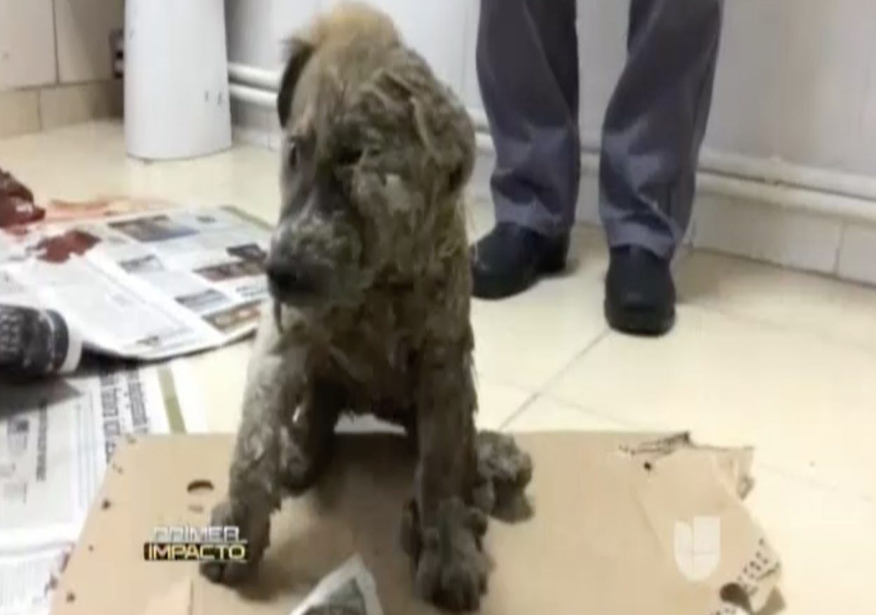 Las Redes Sociales Explotan Al Ver El Video De Un Cachorro Sufriendo Con Un Pegamento Que Le Lanzaron Por Maldad