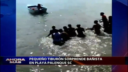 Pequeño Tiburón Sorprende Bañista En Playa Palenque En San Cristóbal
