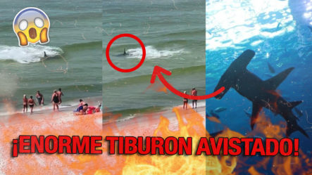 Enorme Tiburón Martillo Aparece En La Orilla De La Playa De Alabama Y Aterroriza A Nadadores