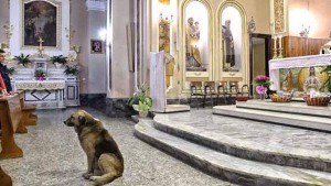 Sucedió en un pequeño pueblo de Italia. El animal va todos los días al templo para esperar "el regreso" de su ama. Imágenes.