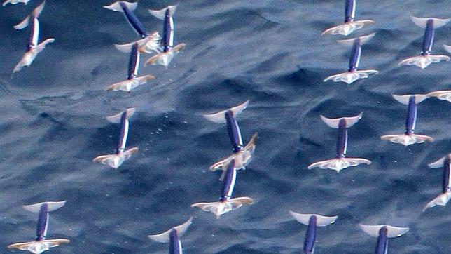 Un Grupo De Científicos Japoneses Consigue Las Primeras Imágenes De Calamares Voladores